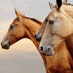 horses
