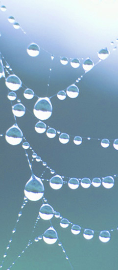 netz